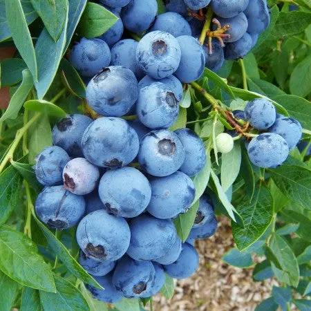 Afin îngrijit cu Rădăcini Puternice în Pepinierele Fundulea