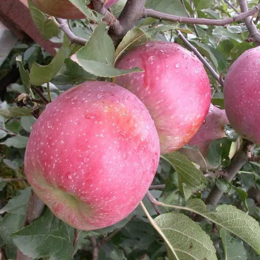 Măr Florina îngrijit cu Rădăcini Puternice în Pepinierele Fundulea
