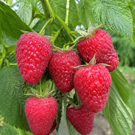 Zmeur Polka îngrijit cu Rădăcini Puternice în Pepinierele Fundulea