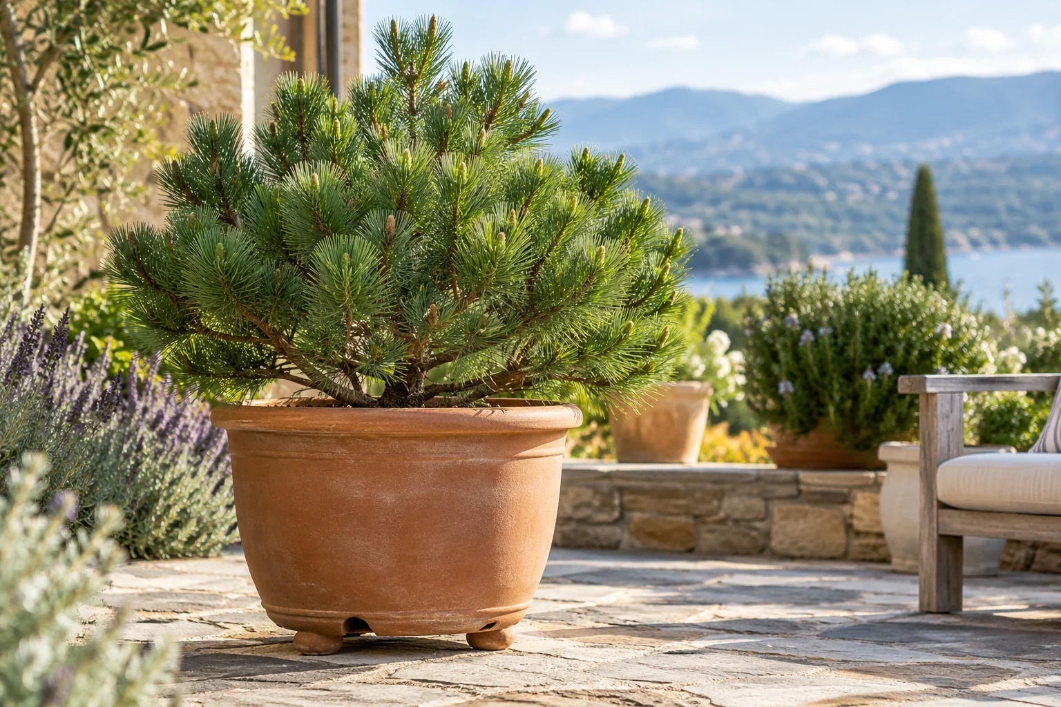 Conifer compact într-un ghiveci mare de teracotă, pe o terasă